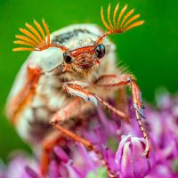 Chapitalk: Eine Welt ohne Insekten?